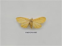 藏品(夜蛾3)的圖片